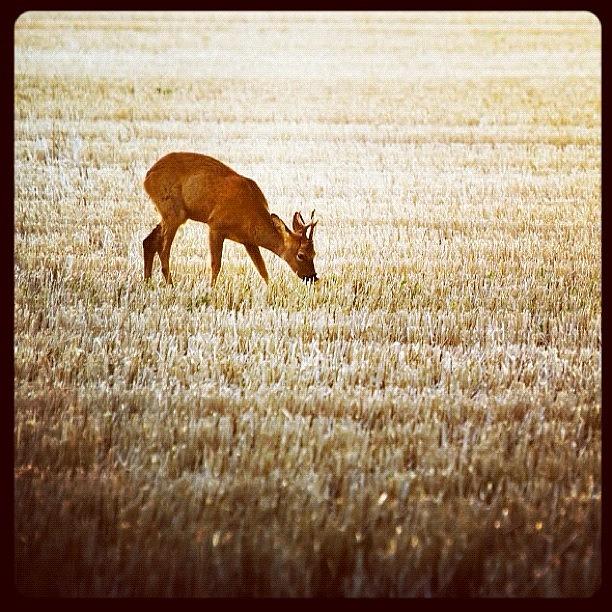 Wildlife Photograph - Deer In A Wheat Field. #motherland by Harvey Mills