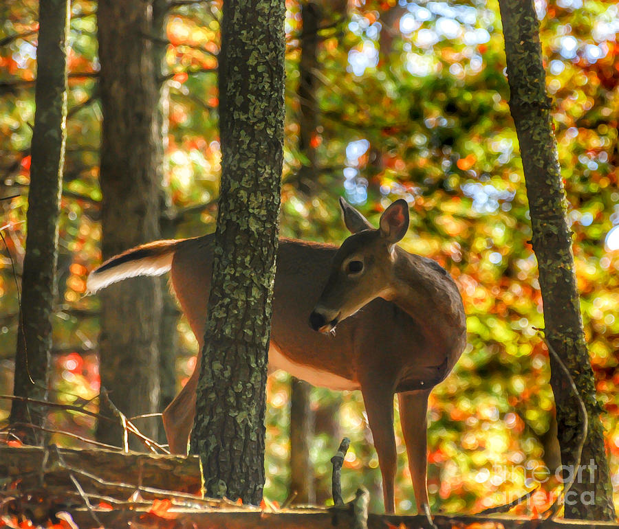 Deer in Autumn Forest Photograph by Kerri Farley