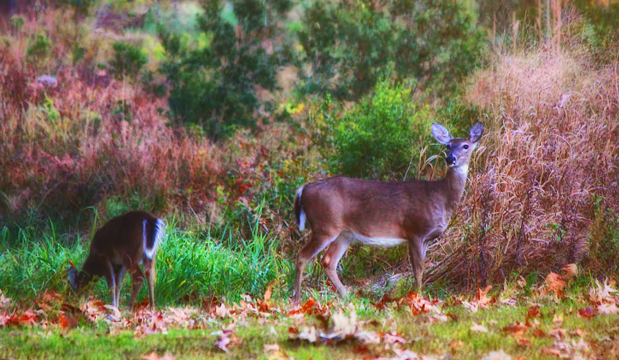 Deer in Autumn Photograph by Ola Allen