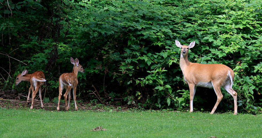 Deer in Backyard Photograph by David Dufresne