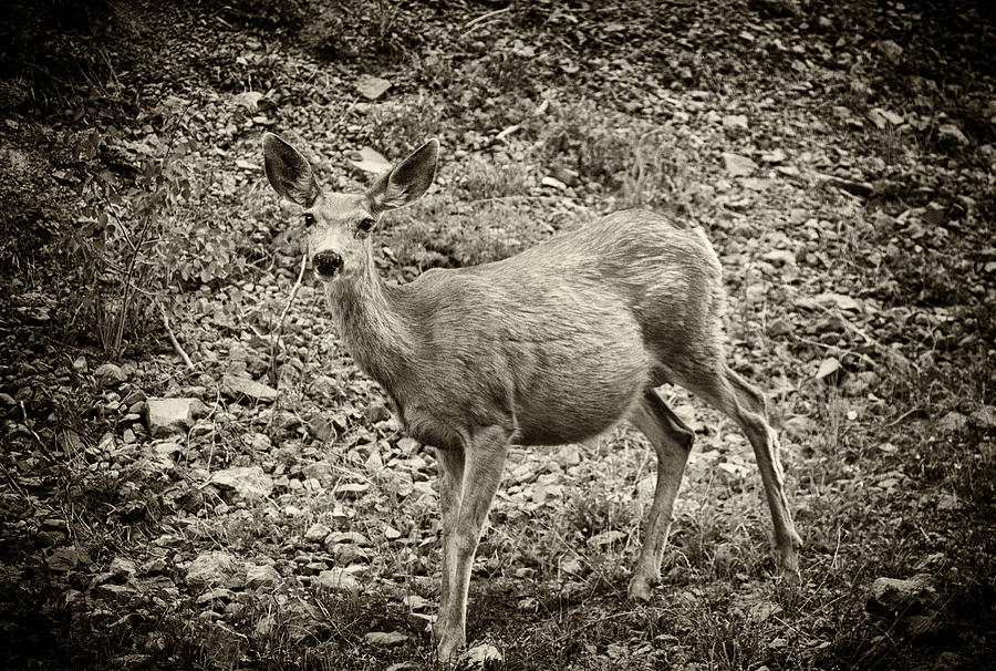 Deer in Black and White Photograph by Melany Sarafis