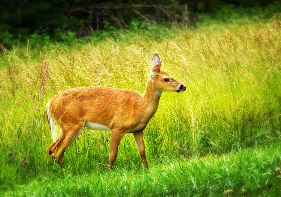 Deer in Cades Cove Photograph by Carolyn Derstine