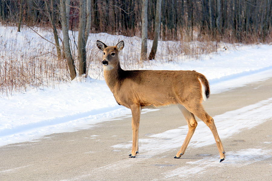 Deer In Chicago Suburbs Photograph by J.castro