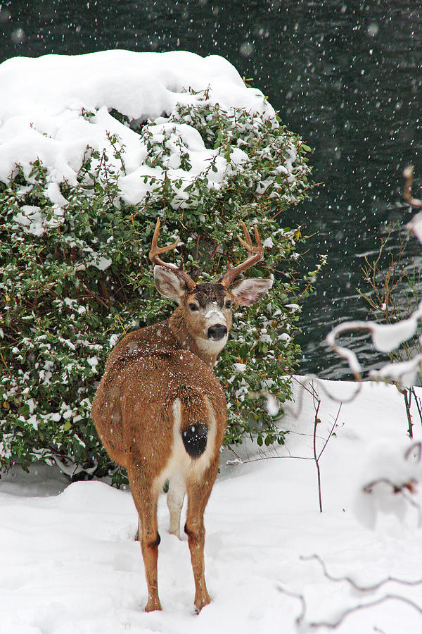 Deer in Falling Snow Photograph by Peggy Collins