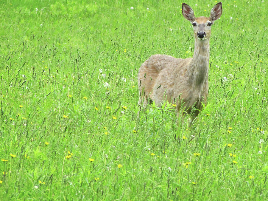Deer In Field Photograph by Francois Dion