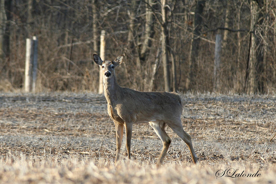 Deer Photograph - Deer in Field by Sarah  Lalonde