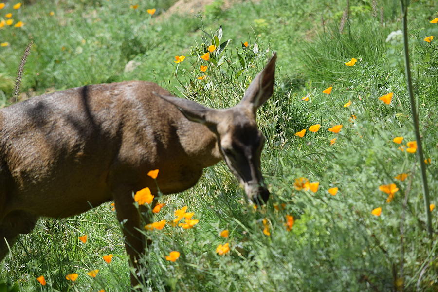Deer In Field Photograph
