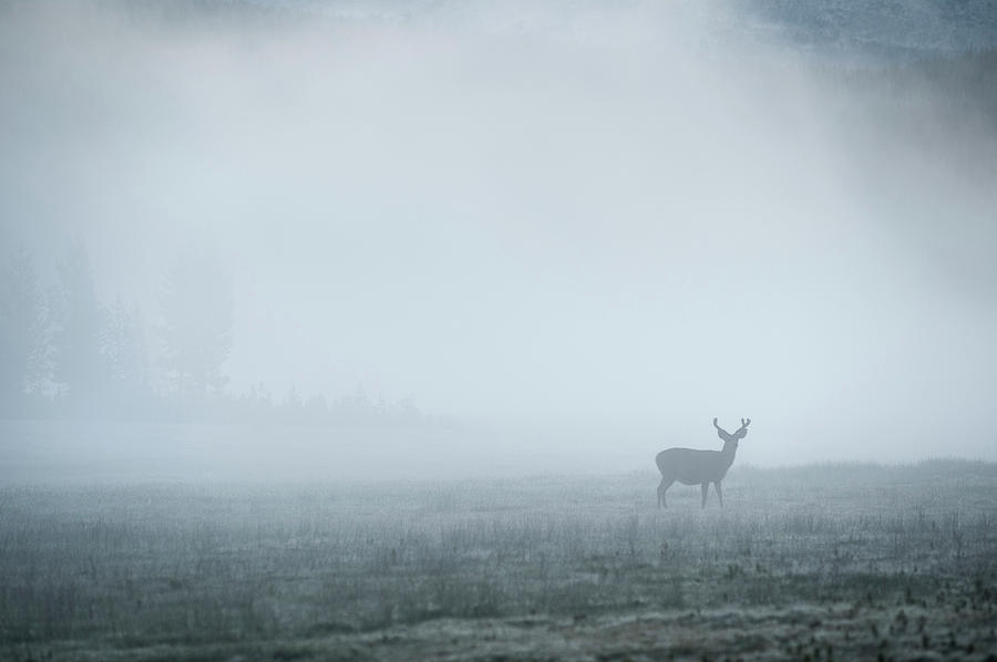 Deer In Fog At Dawn In Tuolumne Photograph by Cody Duncan | Fine Art ...