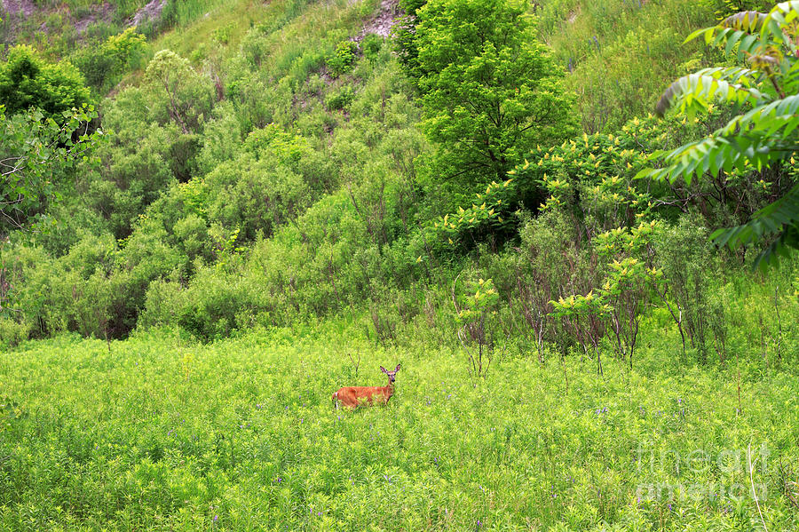 Deer in Habitat Photograph by Charline Xia