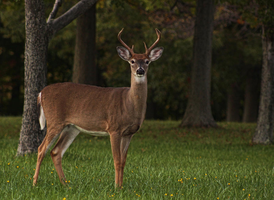Deer Photograph - Deer in Headlight look by Tammy Espino