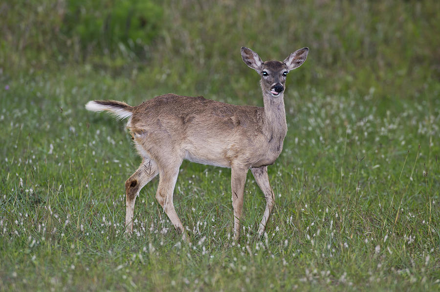 Deer In Headlights Photograph by Anthony Mercieca