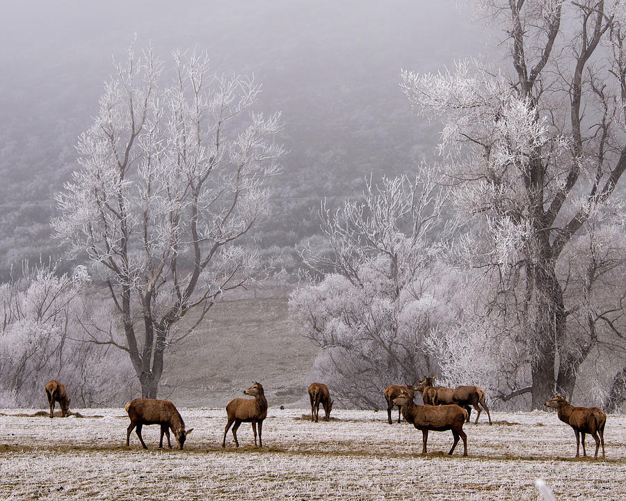 Winter Photograph - Deer In Hoar Frost by Nzpix