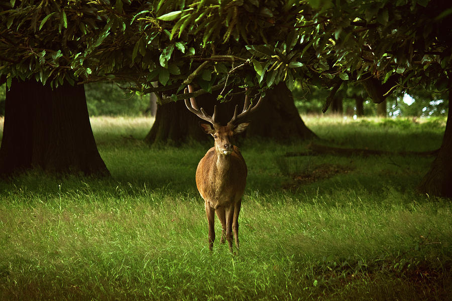 Deer In Park Photograph by Gerard Puigmal