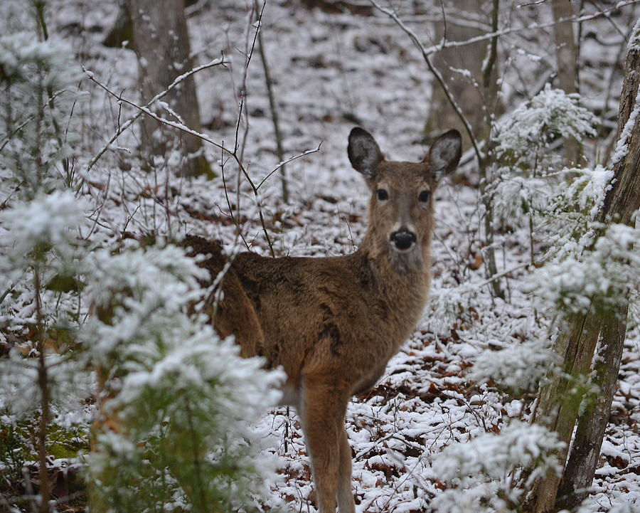 Deer Photograph - Deer in Snow 2 by Al Cash
