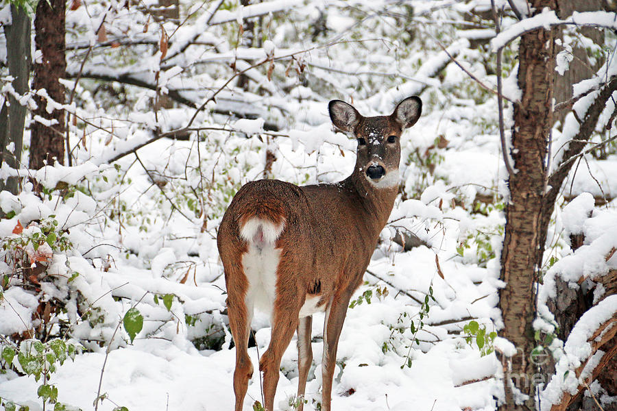 Deer in Snow  5326 Photograph by Jack Schultz