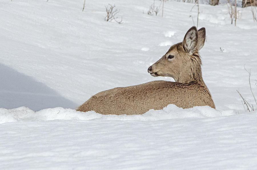 Deer in snow Photograph by Deborah Ritch