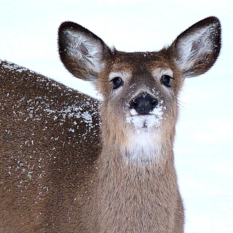 Deer in Snowstorm Photograph by Diane Carlson - Fine Art America