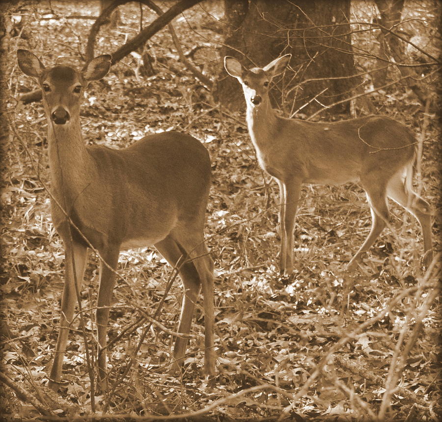 Deer In Sunlight Sepia 1 Photograph by Sheri McLeroy