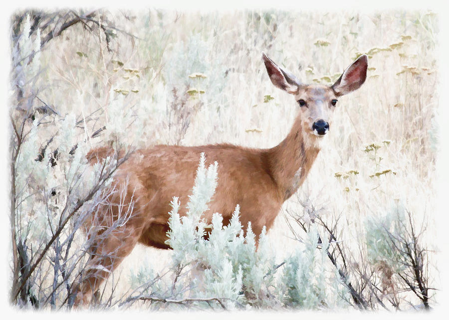 Deer In The Brush Photograph by Athena Mckinzie