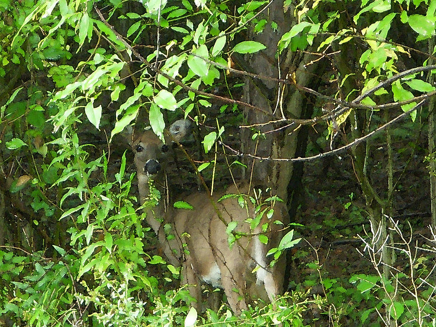 Deer In The Bushes Photograph by Aimee L Maher ALM GALLERY