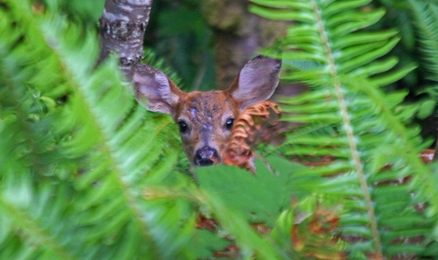 Fawn In The Ferns Photograph