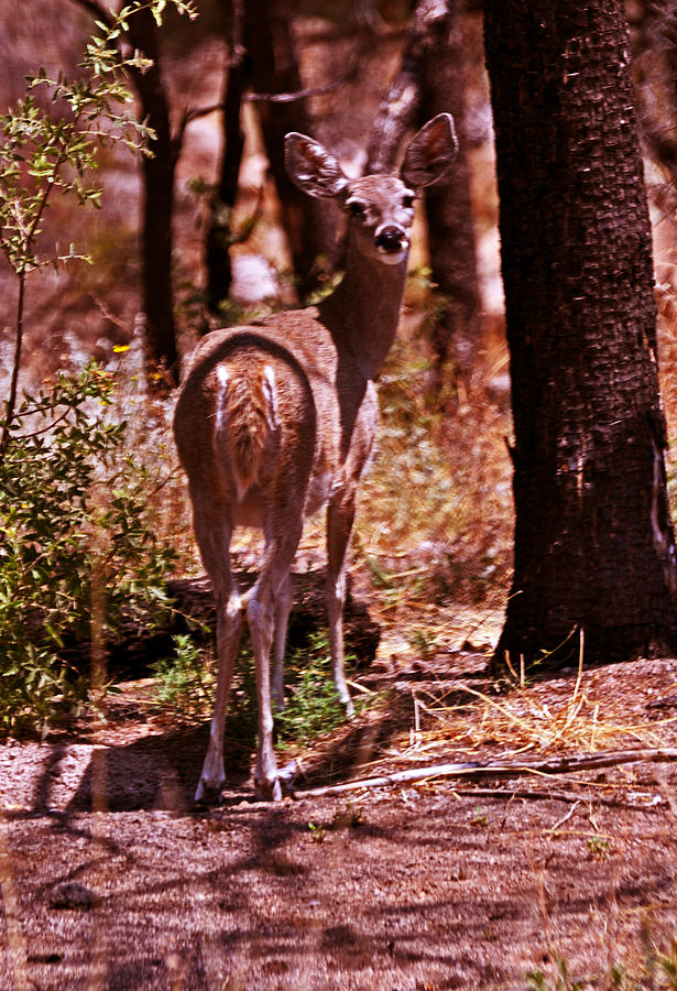 Deer In The Forest Photograph by George Bostian