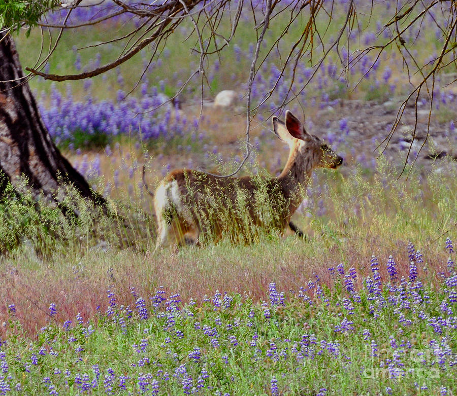 Deer in the Meadow Photograph by Debby Pueschel