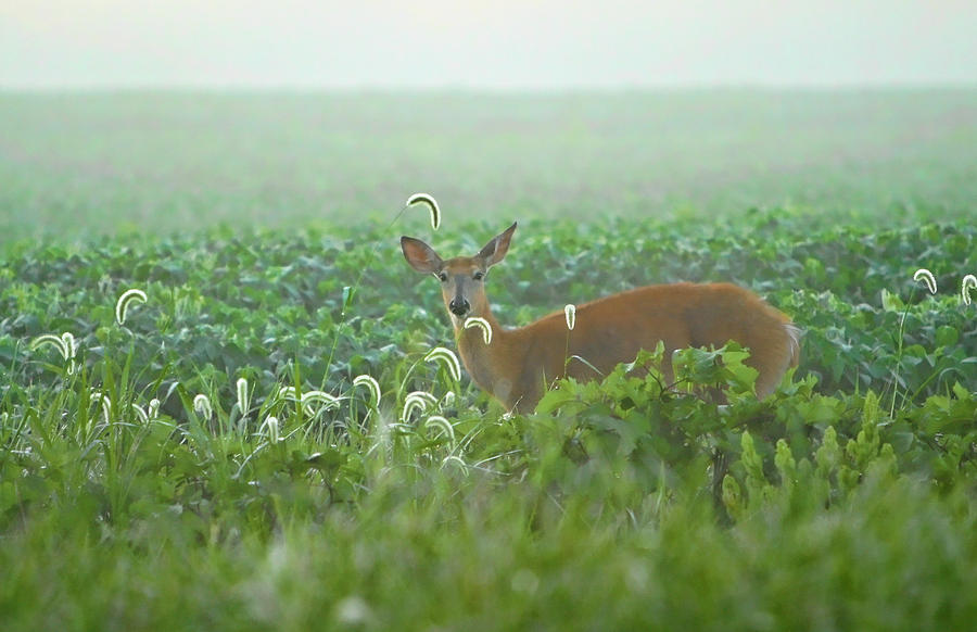 Deer in the Mist Photograph by Shari Jardina