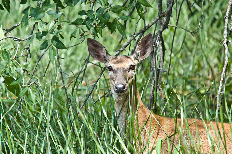 Deer In The Reeds Photograph