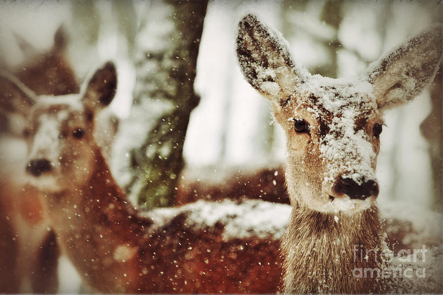 Deer Photograph - Deer in the snow by Nick  Biemans