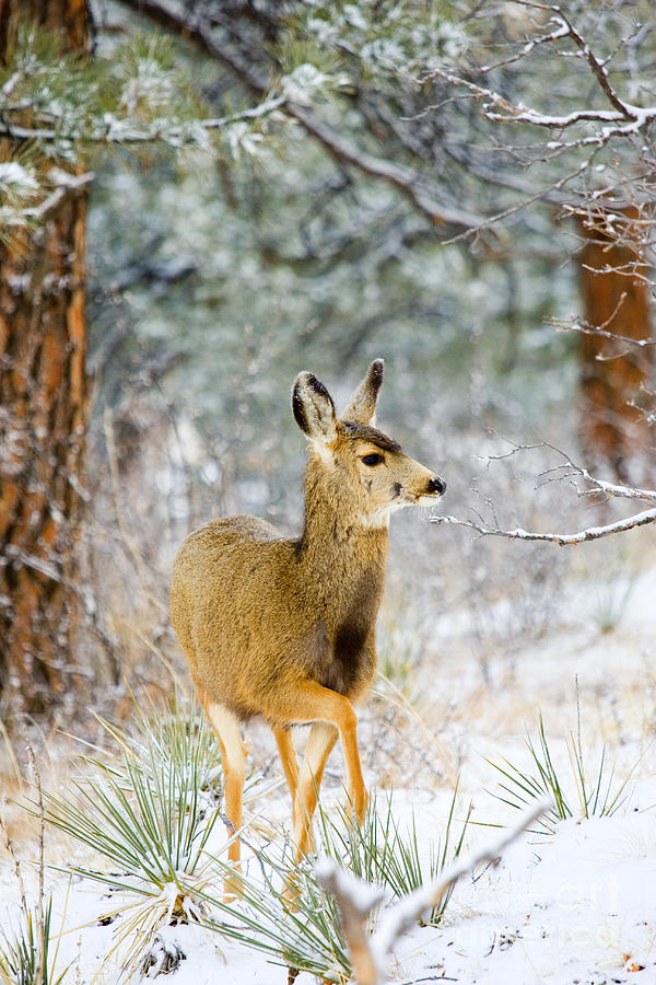 Deer in the Snowy Woods Photograph by Steven Krull