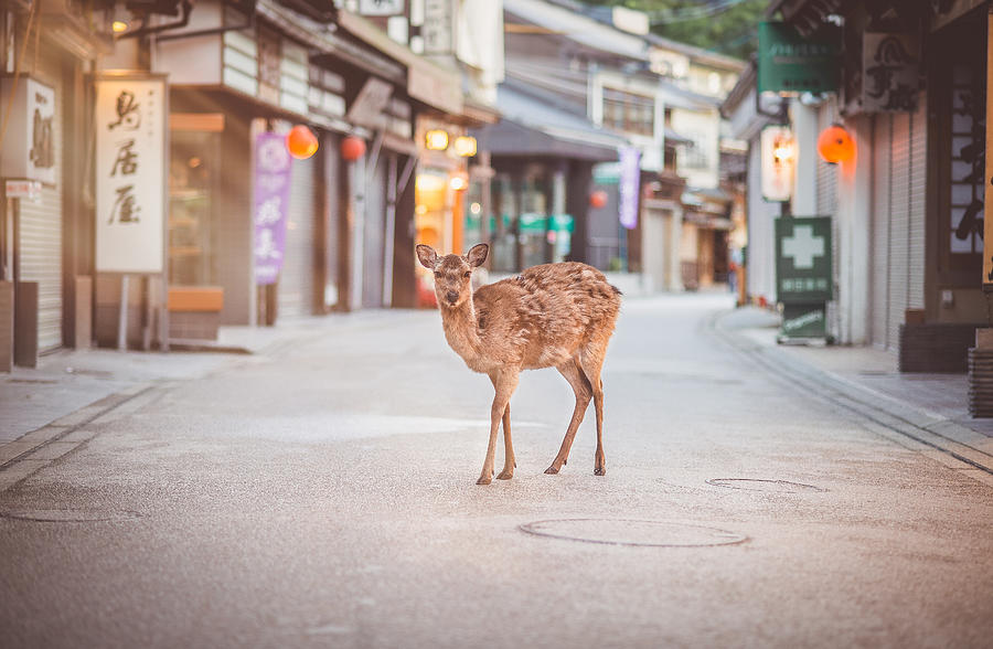 Deer in the street of Miyajima Itsukushima island Photograph by Yanis Ourabah