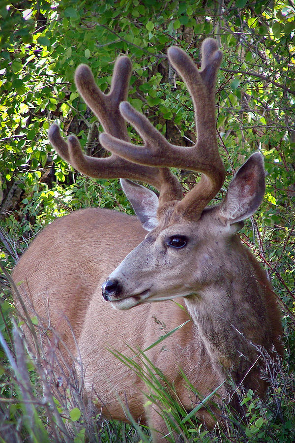 Buck In The Woods Photograph