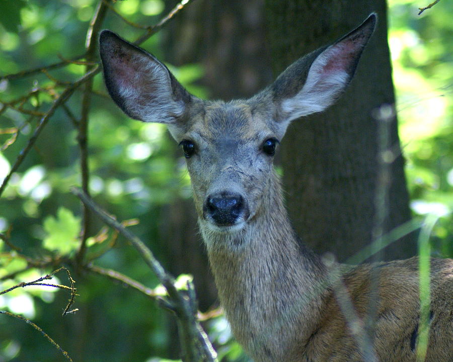 Deer in the Woods Photograph by Ben Upham III