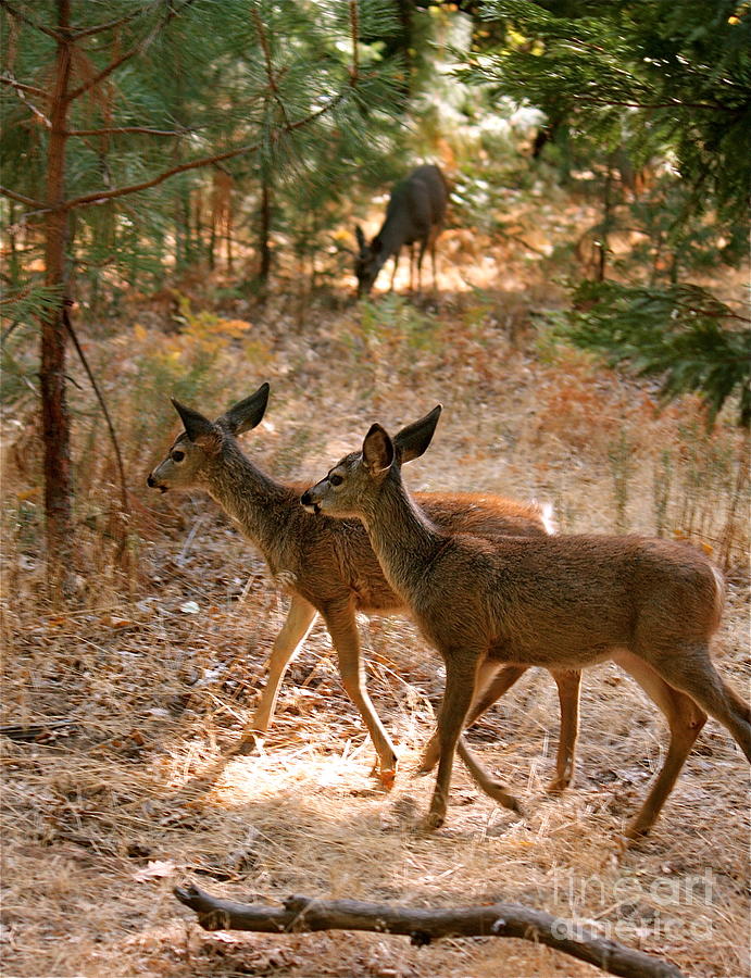 Deer in the Forest Photograph by Lisa Billingsley