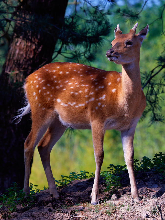 Deer in the woods Photograph by Nick  Biemans