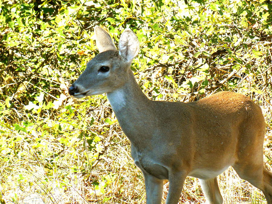 Deer-In the Woods Photograph by Virginia Forbes - Fine Art America