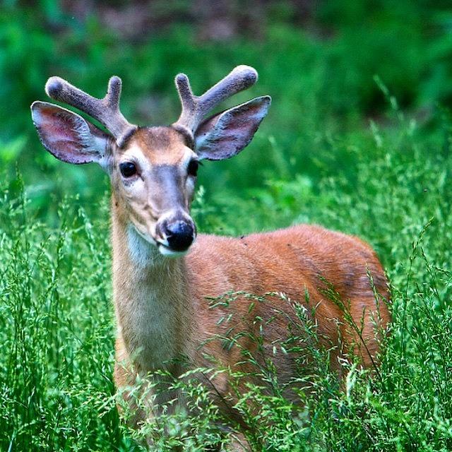 Nature Photograph - Deer In Velvet. #stlouis by Randall Allen
