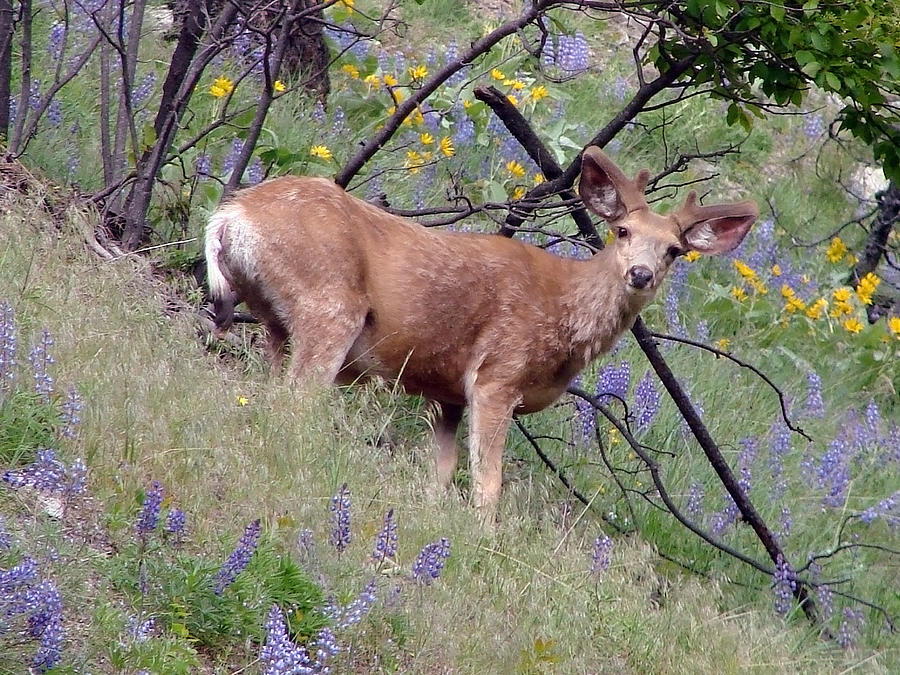 Deer in Wildflowers Photograph by Athena Mckinzie