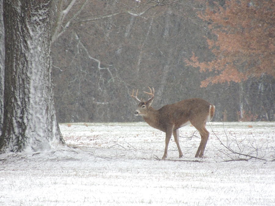 Deer In Winter Photograph - Deer In Winter 4 by Todd Sherlock