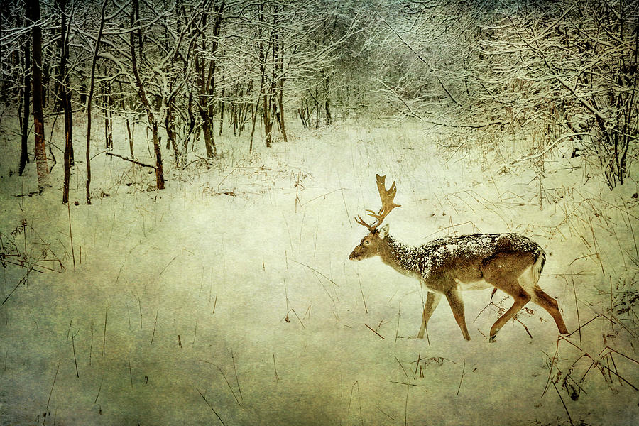 Deer In Winter Photograph by Kunstgalerie Aquarius