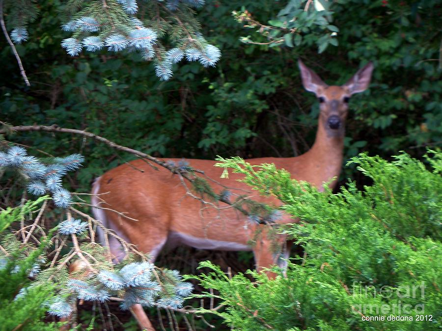 Deer in Woods Photograph by Cornelia DeDona