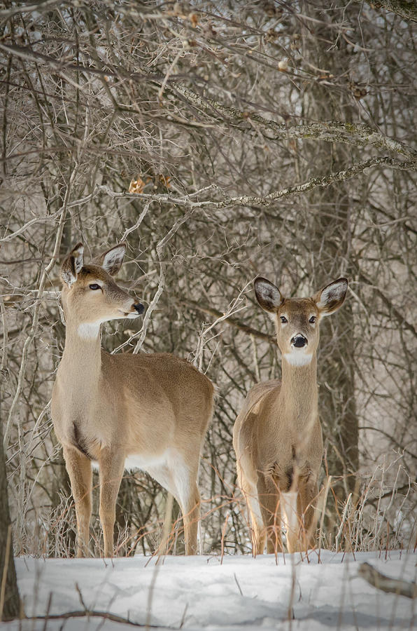Deer in woods 2 Photograph by Deborah Ritch