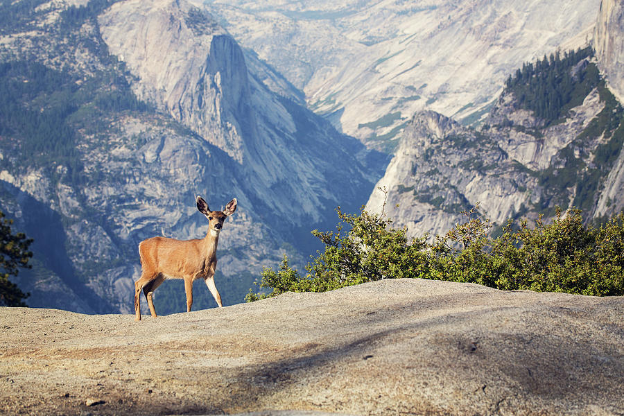 Deer In Yosemite Photograph by Malcolm Macgregor