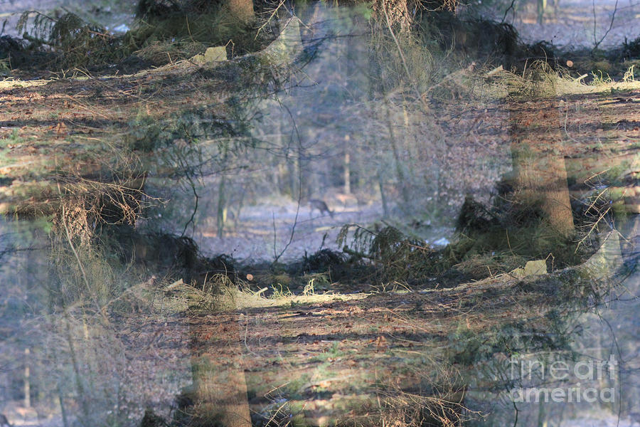 Deer Photograph - Deer inside the nature by Four Hands Art