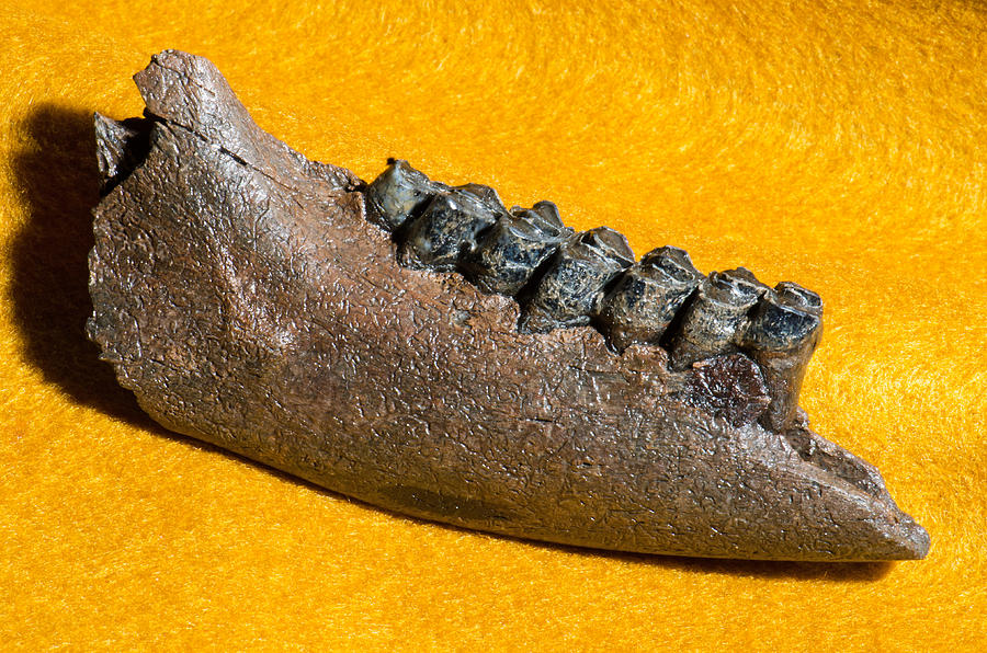 Deer Jaw And Teeth Fossil Photograph by Millard H Sharp