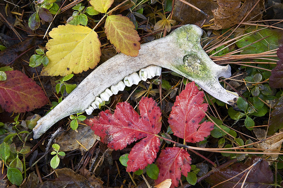 Deer Jaw In Autumn Leaves Photograph by Buddy Mays