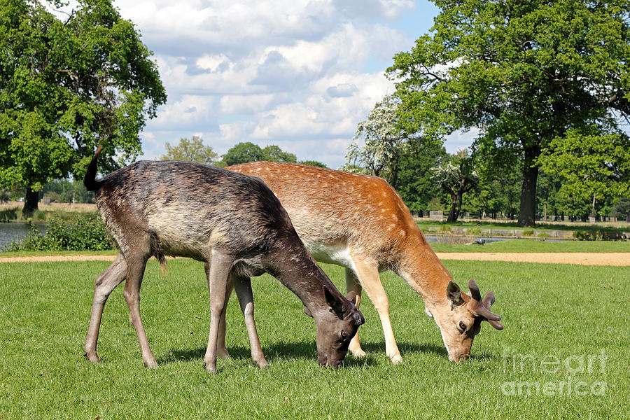 Two Deer Photograph by Julia Gavin