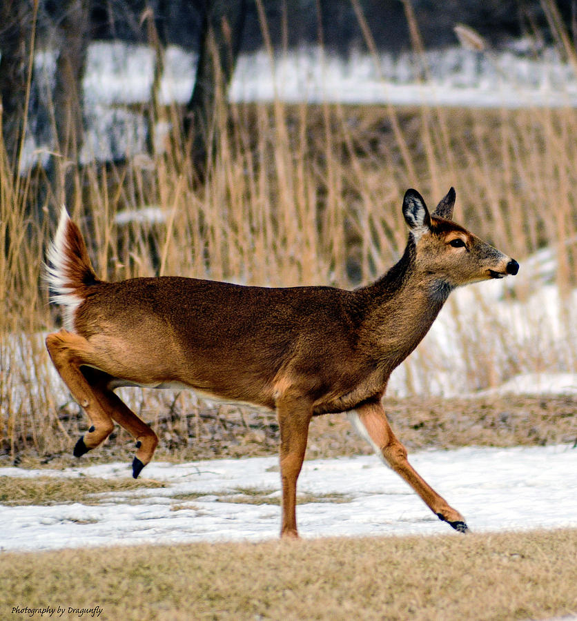Deer Jump Photograph by Christy Pollard - Fine Art America