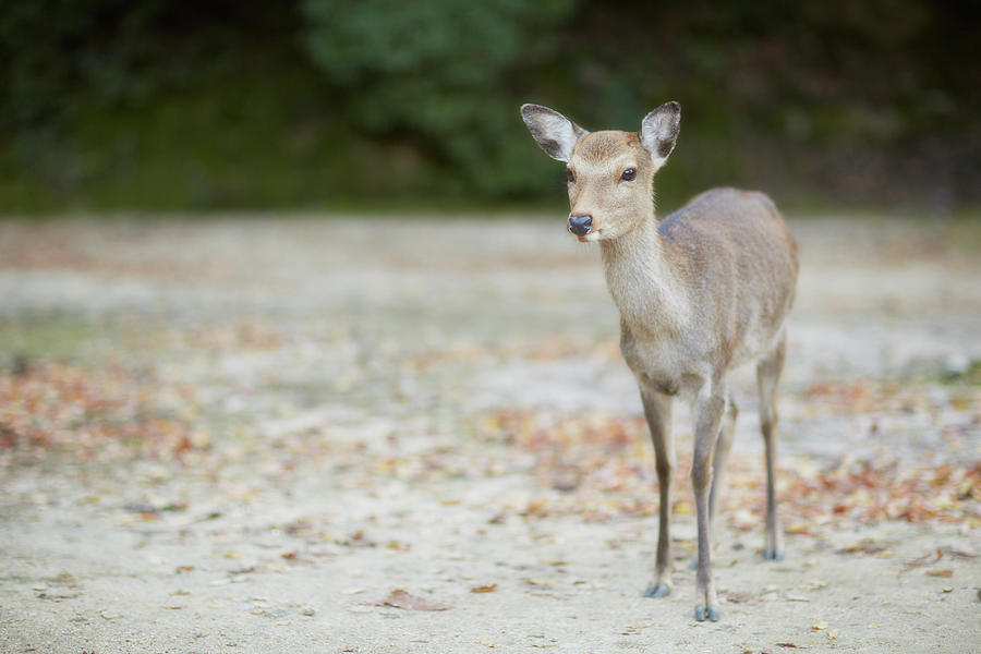 Deer Photograph by Kaneko Ryo